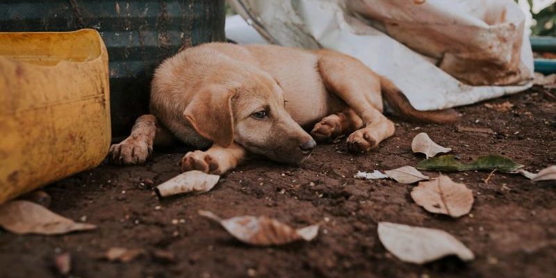 A Promotoria de Justiça de Itamarati ingressou com uma ação civil pública contra o município para obrigá-lo a implementar políticas eficazes de controle populacional de cães e gatos em situação de abandono. A iniciativa ocorre após diversas tentativas extrajudiciais frustradas de resolver o problema, que têm causado impactos ambientais e riscos à saúde pública.