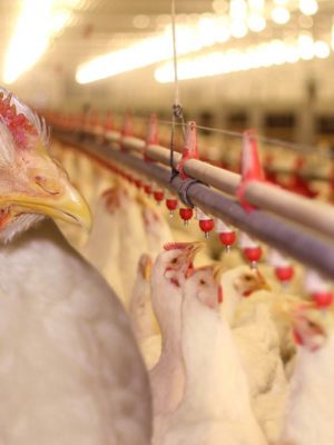 A Agência de Defesa Agropecuária e Florestal do Amazonas (Adaf) informa aos avicultores amazonenses que estão suspensas, em todo o País, a realização de exposições, torneios, feiras e demais eventos com aglomeração de aves, assim como a criação de aves ao ar livre, com acesso a piquetes sem telas na parte superior. As medidas estão previstas na Portaria nº 782, publicada ontem (27), no Diário Oficial da União (DOU). As medidas não alcançam criadores de subsistência.